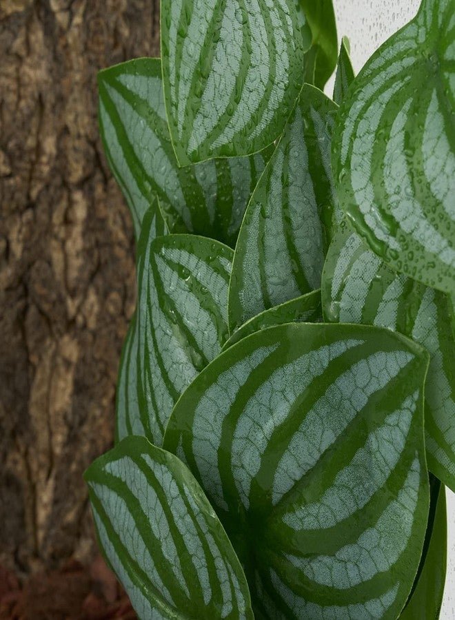 WOLEDOE 2Pack Reptile Fake Plants for Terrarium, Snake Tank Accessories, Habitat Decor Artificial Hanging Plants with Suction Cup - Fake Calathea Orbifolia - Image 5